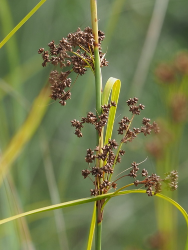 Cladium mariscus (Jamaica Swamp Sawgrass) — photo