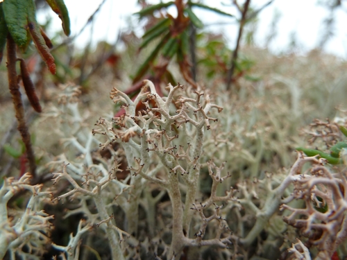 Cladonia rangiferina (Lichen) — photo