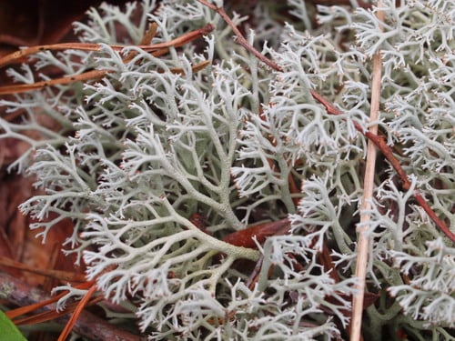 Cladoniaceae