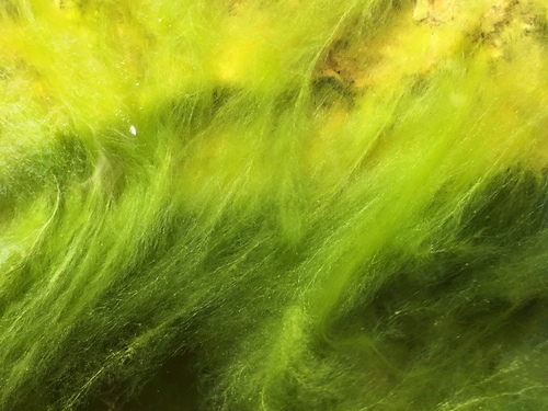 Cladophora glomerata var. crassior — photo