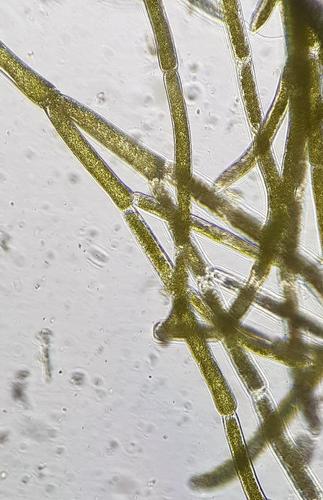 Cladophora glomerata var. crassior — photo
