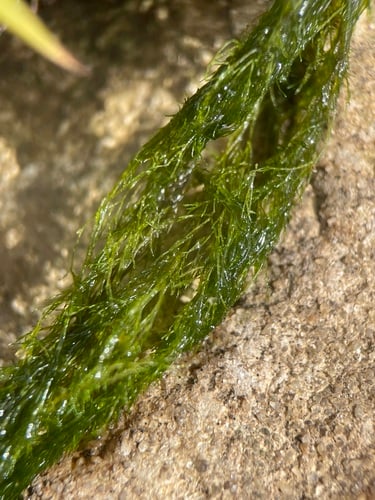 Cladophora glomerata var. crassior