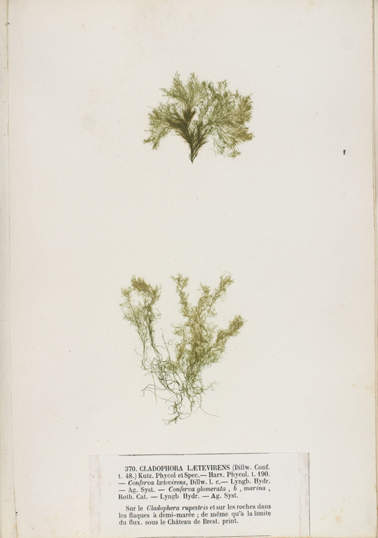 Cladophora laetevirens — photo
