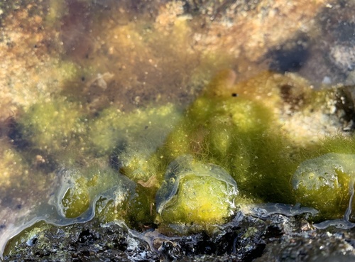 Cladophora laetevirens