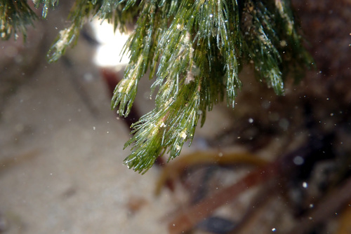 Cladophora prolifera — photo