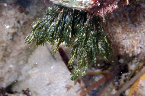 Cladophora prolifera — photo