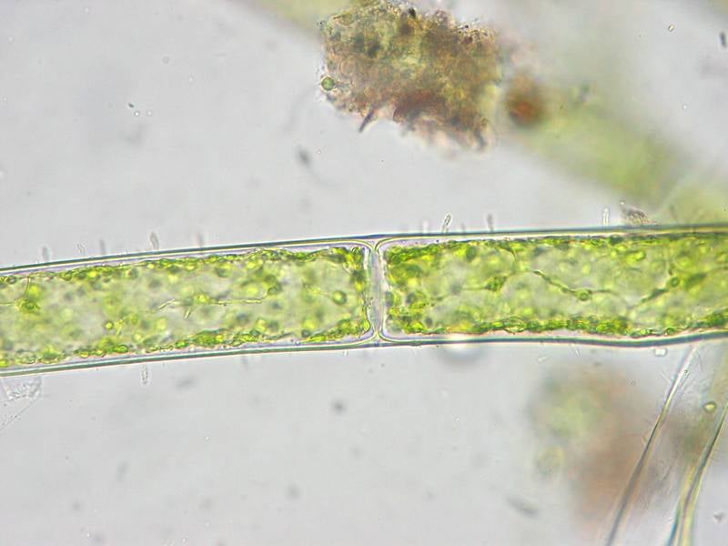 Cladophora sp