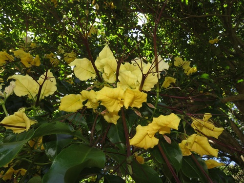 Cladostemon kirkii — photo