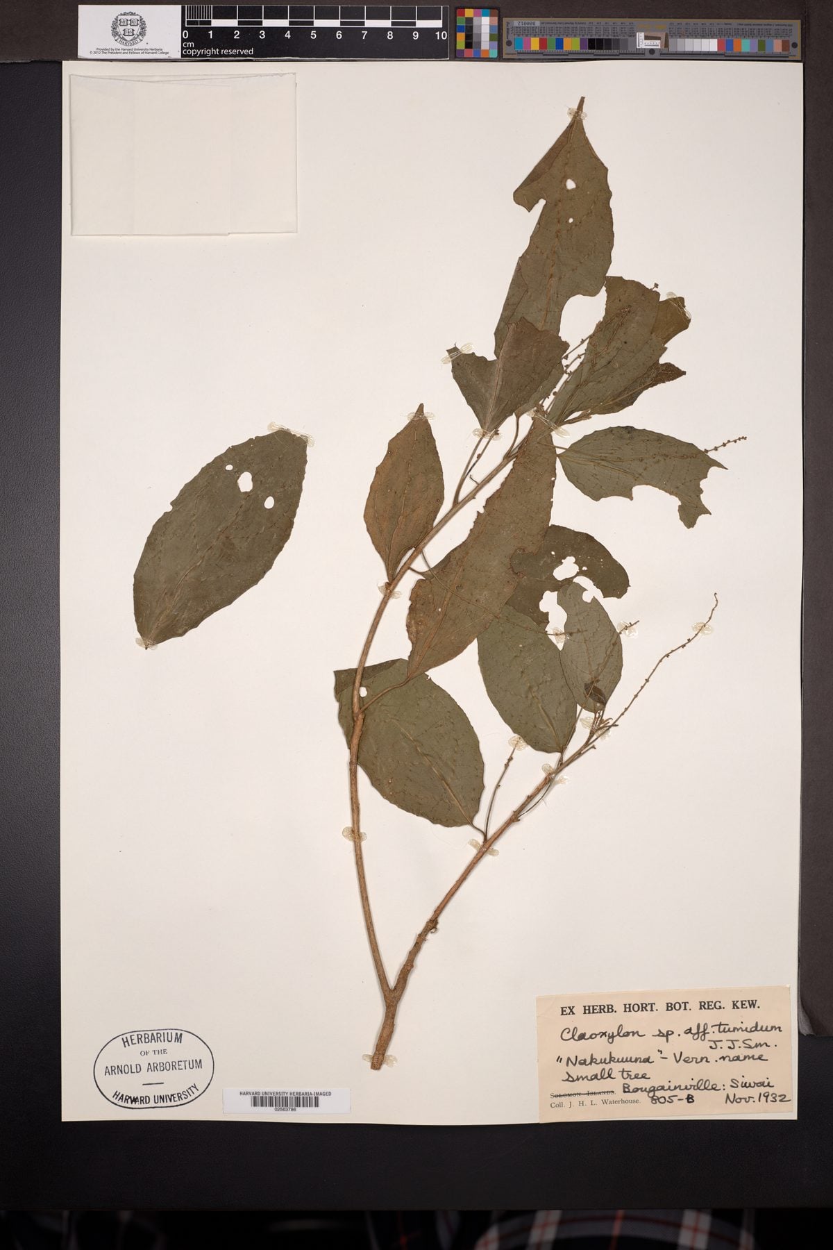 Claoxylon cuneatum — photo