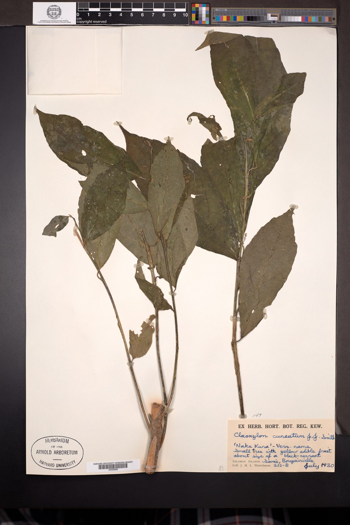 Claoxylon cuneatum — photo