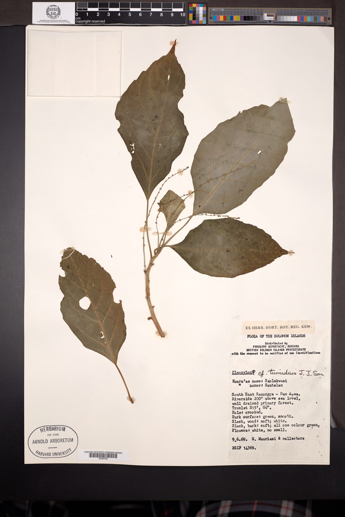 Claoxylon cuneatum