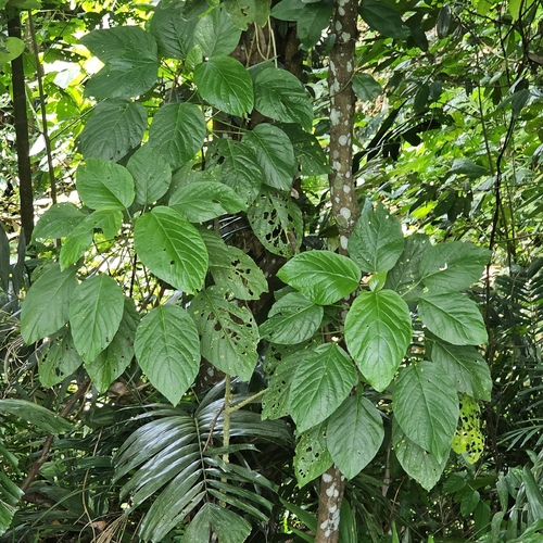 Claoxylon indicum (Sitampu tree) — photo