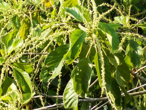 Claoxylon indicum