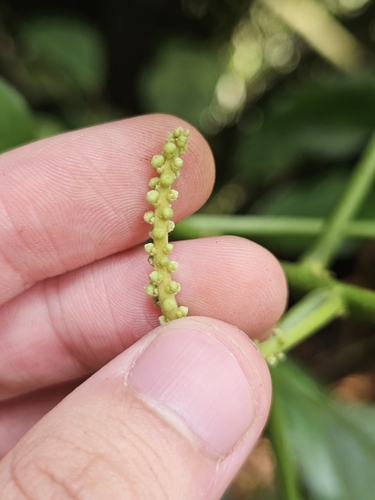 Claoxylon longifolium (Langa tree) — photo