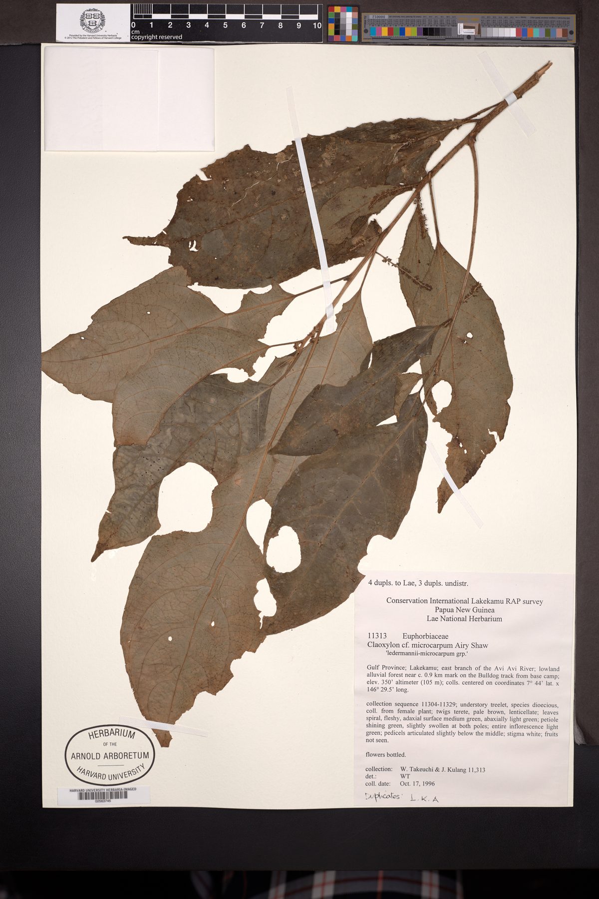 Claoxylon microcarpum — photo