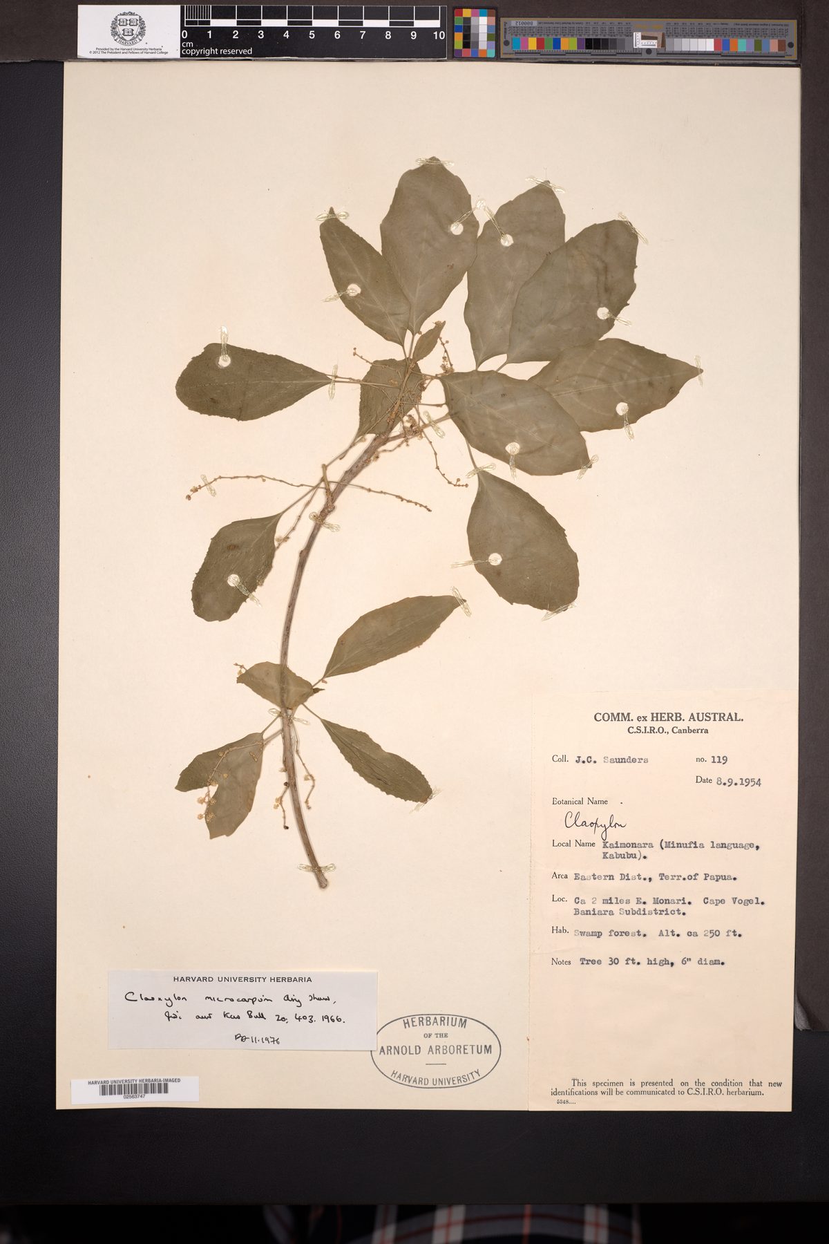 Claoxylon microcarpum — photo