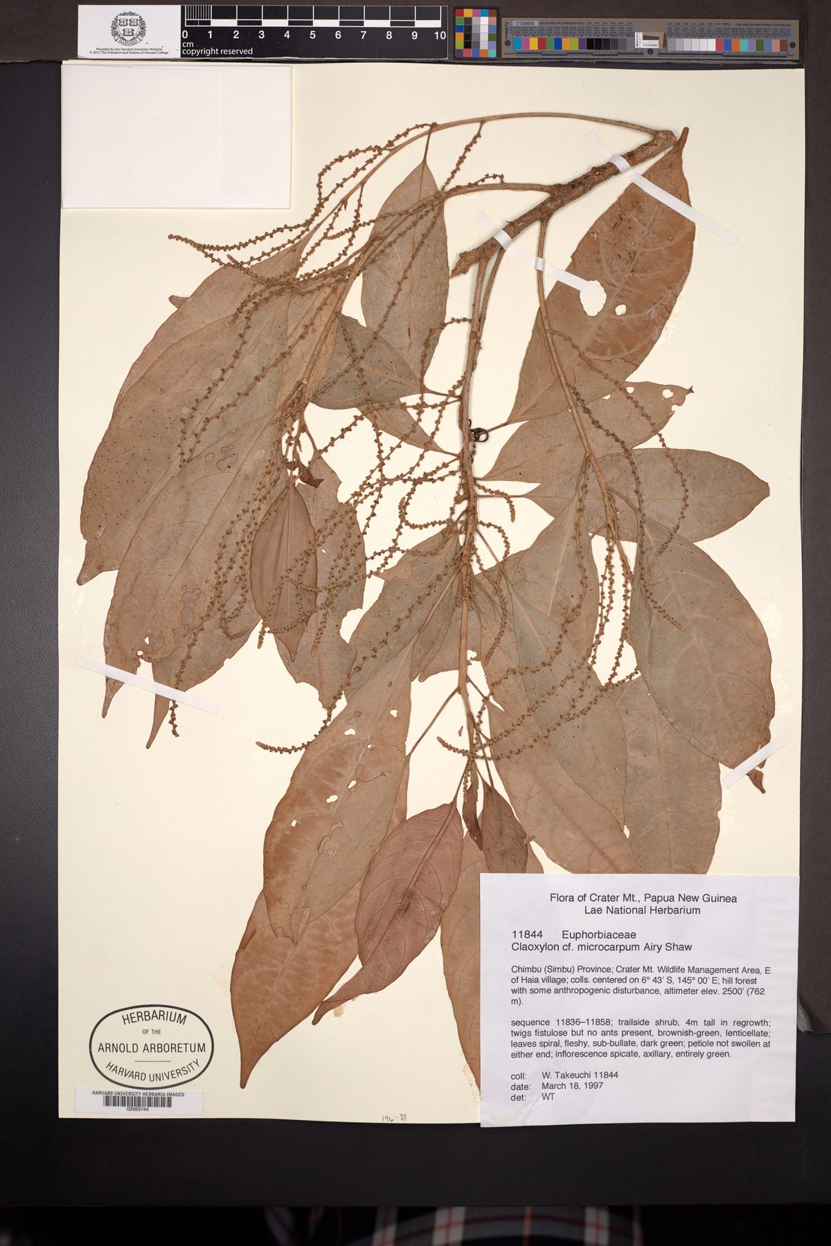 Claoxylon microcarpum