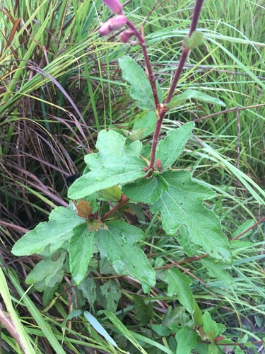 Clappertonia ficifolia (Bolo-bolo) — photo