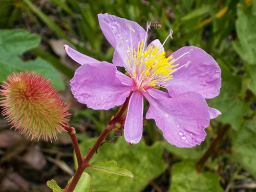 Clappertonia ficifolia