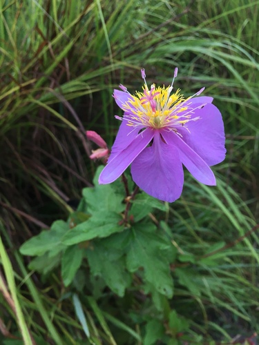 Clappertonia ficifolia (Bolo-bolo) — photo