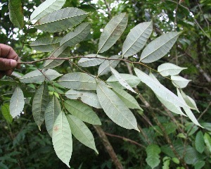 Clarisia biflora (Two flower clarisia) — photo