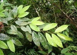 Clarisia biflora (Two flower clarisia) — photo