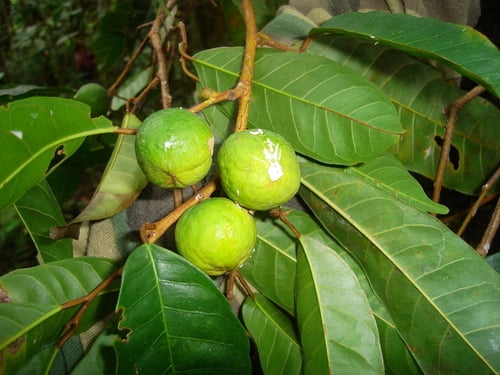 Clarisia biflora