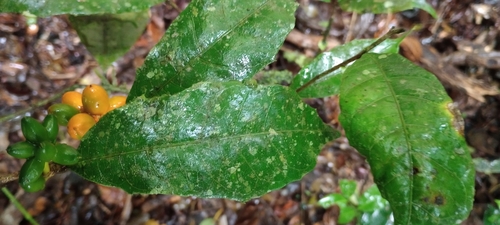 Clarisia ilicifolia (Hulina) — photo