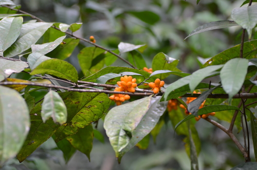 Clarisia ilicifolia