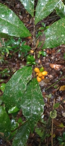 Clarisia ilicifolia (Hulina) — photo
