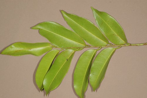 Clarisia racemosa
