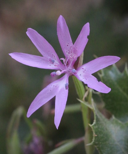 Clarkia biloba (Twolobe clarkia) — photo