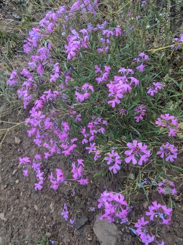 Clarkia pulchella (Pinkfairies) — photo