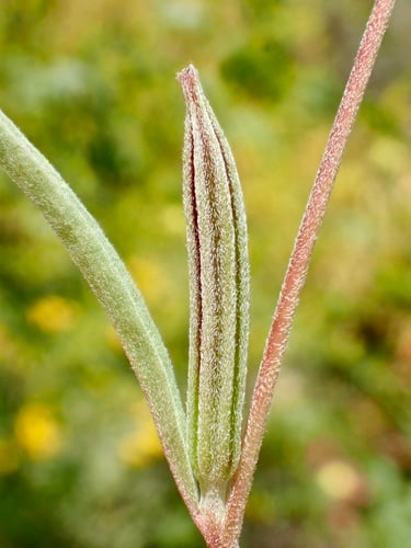 Clarkia purpurea (Winecup clarkia) — photo