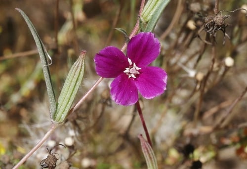 Clarkia purpurea (Winecup clarkia) — photo