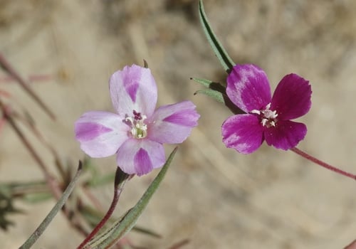 Clarkia purpurea