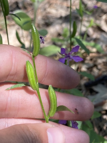 Clarkia rhomboidea (Diamond clarkia) — photo
