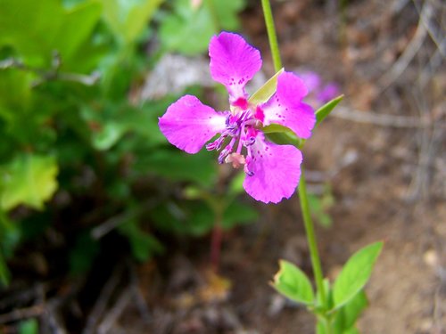Clarkia rhomboidea (Diamond clarkia) — photo