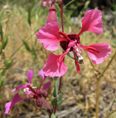 Clarkia unguiculata (Elegant fairyfan) — photo