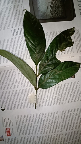 Clathrotropis macrocarpa (Black heart) — photo