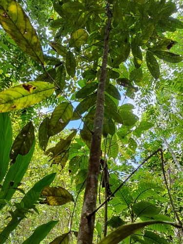 Clathrotropis macrocarpa
