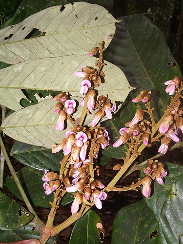Clathrotropis macrocarpa (Black heart) — photo