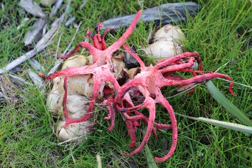 Clathrus archeri (Red tentacle fungus) — photo