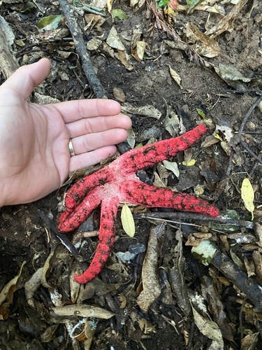 Clathrus archeri (Red tentacle fungus) — photo