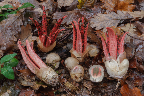 Clathraceae