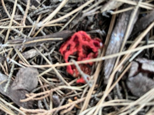 Clathrus cancellatus (Red cage fungus) — photo