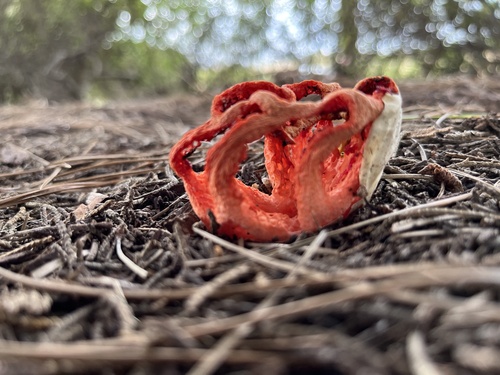 Clathrus cancellatus