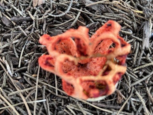 Clathrus ruber (Latticed stinkhorn) — photo