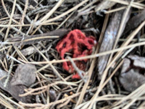 Clathrus ruber (Latticed stinkhorn) — photo
