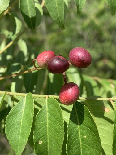 Clausena anisata (Horsewood) — photo